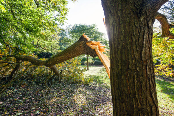 Tree Damaged During UK Storm BATH, UK - OCTOBER 29: Large tree limb broken off during the "St Jude" storm that travelled across Europe in late October 2013. Wind speeds around 70mph hit southern parts of the UK.