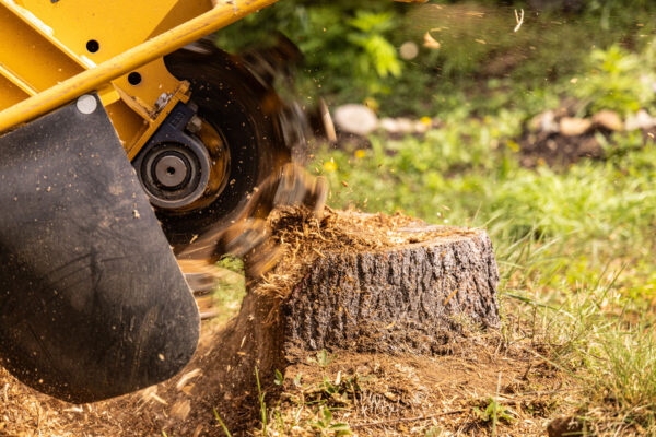 Stump grinder machine removing tree stump in the garden Stump grinder machine is grinding a tree stump in a garden, creating wood chips. Selective focus